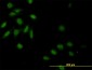 CASP9 Antibody (monoclonal) (M01)